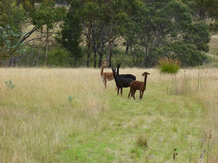 A photo of 4 alpacas at Matt;s property