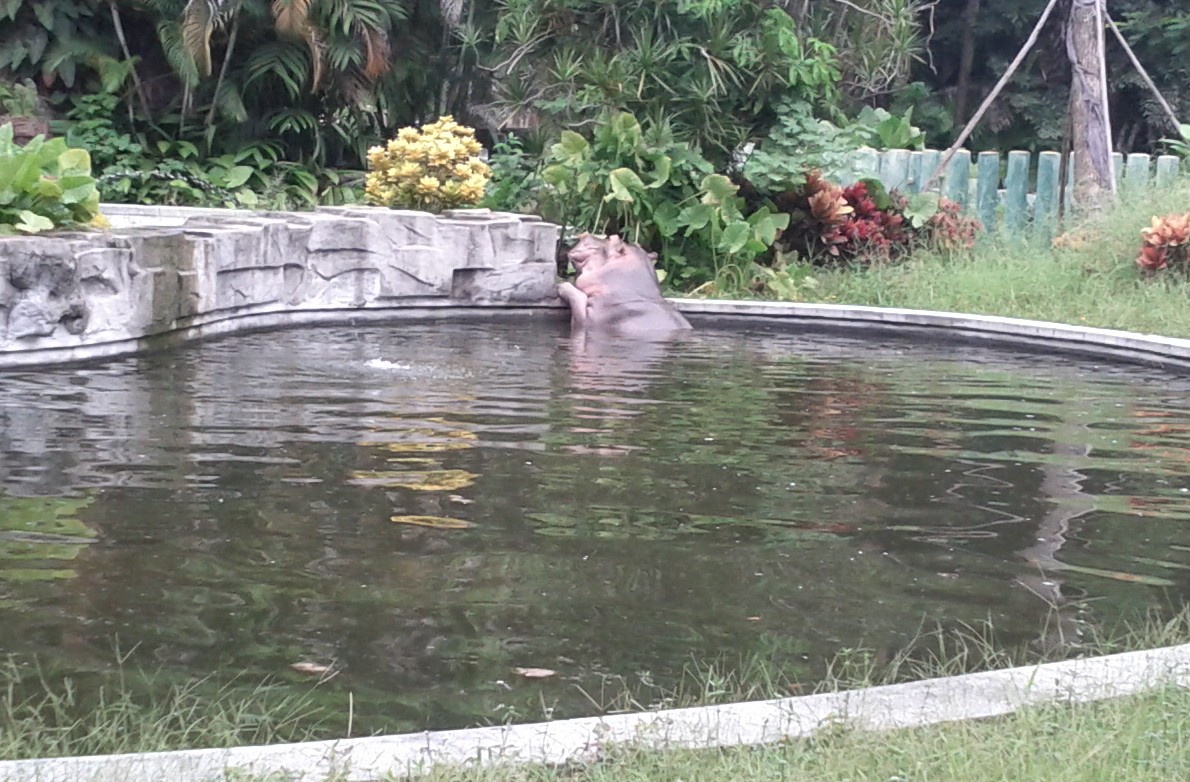 A Hippo at Guangzhou Zoo